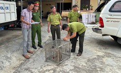 Bắt được khỉ quý hiếm lạc vào nhà, nam thanh niên mang nộp công an