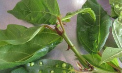 5 lợi ích tiềm năng của lá sung đối với sức khỏe