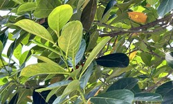 Lợi ích sức khoẻ từ lá mít nhiều người chưa biết