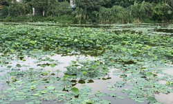 Bí quyết dùng lá sen đúng cách để thanh lọc mỡ thừa an toàn