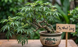 Lá đinh lăng nấu nước uống có tác dụng gì?