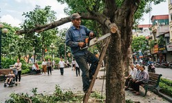 Phạt tiền đến 50 triệu đồng nếu tự ý chặt hạ, dịch chuyển cây xanh