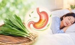 2 bài thuốc từ rau mùi tàu làm dịu dạ dày, hỗ trợ giấc ngủ