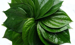 Chữa nhức đầu do thay đổi thời tiết với lá trầu không