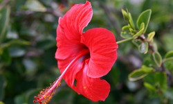 Trị chân đau nhức, tê mỏi  với dâm bụt