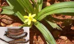 S&#226;m cau chữa suy nhược thần kinh