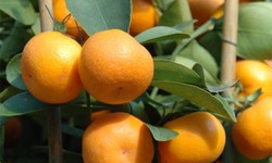 Quả quất chống ho, chữa cảm