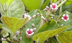 Mơ lông chữa bệnh đường ruột