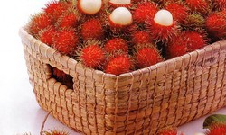 Ch&#244;m ch&#244;m l&#224;m thuốc