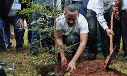 Ethiopia ph&#225; kỷ lục trồng c&#226;y xanh