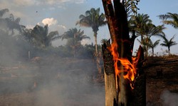 Ch&#225;y rừng Amazon ảnh hưởng tới bầu sinh quyển thế giới