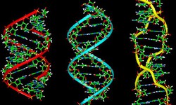 Những con số th&#250; vị về bộ gene người