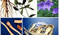 B&#224;i thuốc trị suyễn do hỏa nhiệt ở trẻ em