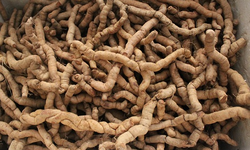 Bài thuốc giúp lấy lại bản lĩnh phái mạnh