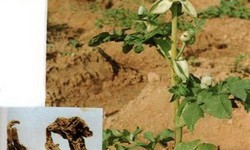 Bài thuốc trị viêm dây thần kinh ngoại biên