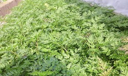 Xuy&#234;n khung - thuốc h&#224;nh kh&#237; hoạt huyết
