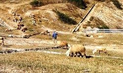 Chật vật ở miền nắng gi&#243; Ninh Thuận