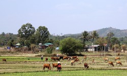 Nổi trôi “xóm chăn bò”