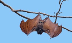 Cảnh b&#225;o virus Nipah g&#226;y bệnh ph&#249; n&#227;o