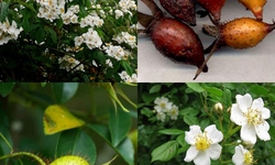 Thuốc bổ thận từ Kim anh tử