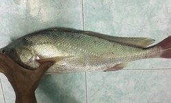 C&#226;u được c&#225; sủ v&#224;ng hơn 2kg tr&#234;n s&#244;ng Nh&#224; B&#232;