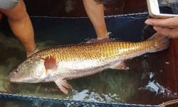 Bắt được c&#225; nặng 8 kg, nghi l&#224; c&#225; sủ v&#224;ng