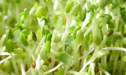 Rau mầm gi&#250;p trẻ h&#243;a l&#224;n da