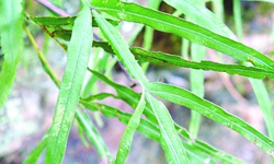 Cỏ seo g&#224; lương huyết, giải độc