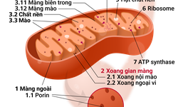 Vai tr&#242; của ty thể trong qu&#225; tr&#236;nh l&#227;o h&#243;a