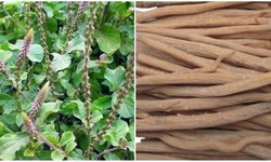Thuốc từ cây ngưu tất
