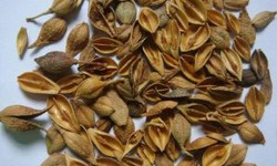 Bài thuốc đẩy lui bệnh, bồi bổ sức khỏe trong mùa xuân