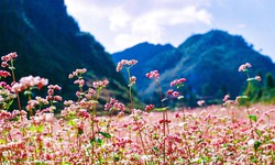 Tam giác mạch làm thuốc