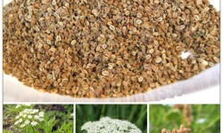Trị chứng ngứa ở người cao tuổi