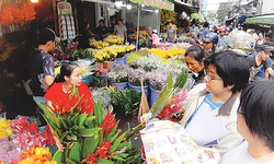 Hoa ngày xuân: Đẹp nhưng coi  chừng “độc”