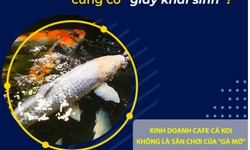 Kinh doanh cafe c&#225; Koi - Kh&#244;ng phải l&#224; s&#226;n chơi của những &quot;g&#224; mờ&quot;