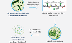 Immune Gamma – tăng cường miễn dịch cho “v&#249;ng k&#237;n”