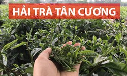 Hải Tr&#224; T&#226;n Cương- Tr&#224; Th&#225;i Nguy&#234;n được trồng phương ph&#225;p hữu cơ