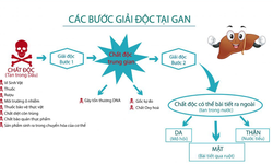 Đừng để l&#225; gan của bạn bị kiệt sức v&#236; uống nhiều rượu bia