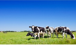 Mua sữa bột nhập khẩu: V&#236; sao New Zealand lu&#244;n l&#224; lựa chọn h&#224;ng đầu?