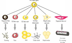 Liệu ph&#225;p tế b&#224;o gốc – Niềm hy vọng cho người bị tổn thương tủy sống