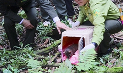 Bạn muốn tận thấy t&#225;i thả động vật hoang d&#227; về rừng ?