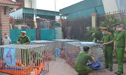 2 đơn vị đồng ý tiếp nhận 9 cá thể hổ thu giữ tại nhà dân ở Nghệ An

