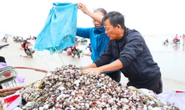 Ngư dân Hà Tĩnh hứng 'mưa sò huyết' sau bão số 8