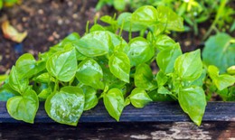 Rau càng cua từng bị coi là cỏ dại, hóa ra lại có nhiều tác dụng bất ngờ