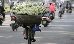 Cúc họa mi tinh khôi xuống phố cùng thu Hà Nội