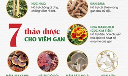 &quot;N&#226;ng tầm&quot; dược liệu hỗ trợ giải độc gan nhờ th&#224;nh tựu khoa học mới