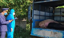 Đưa hơn 300kg lợn trong vùng công bố dịch tả châu Phi đi tiêu thụ trong đêm