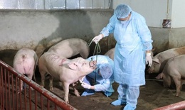 Dịch tả lợn châu phi bùng phát sát Tết, Thủ tướng chỉ đạo quyết liệt để phòng chống
