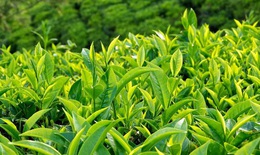 8 chất có trong trà xanh giúp phòng ngừa bệnh