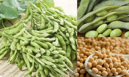 Cây họ đậu vừa nhiều dinh dưỡng vừa là thuốc trị bệnh